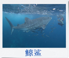 siamcatamaran