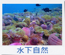 看黑叶猴的南方